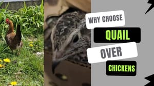 Quail Over Chickens Anyday